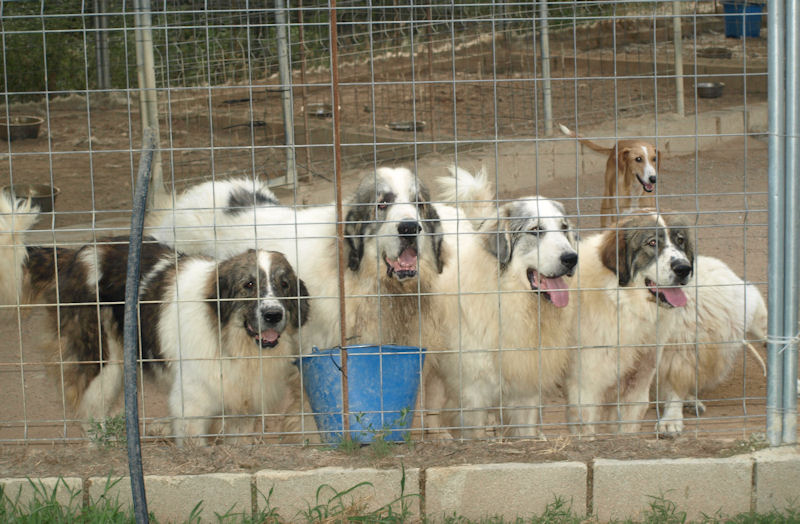 MASTIN del Pirineo Hundegruppe